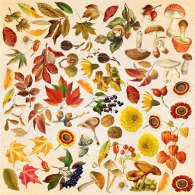  Leht kujutistega väljalõikamiseks "Autumn Botanical Diary"